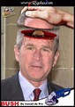 bush